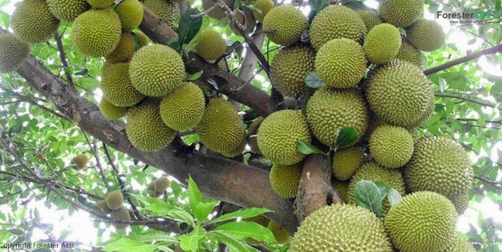 gambar flora indonesia - pohon durian gambar flora indonesia - pohon durian