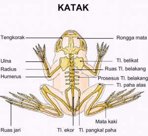 Soal Tema 1 Kelas 5