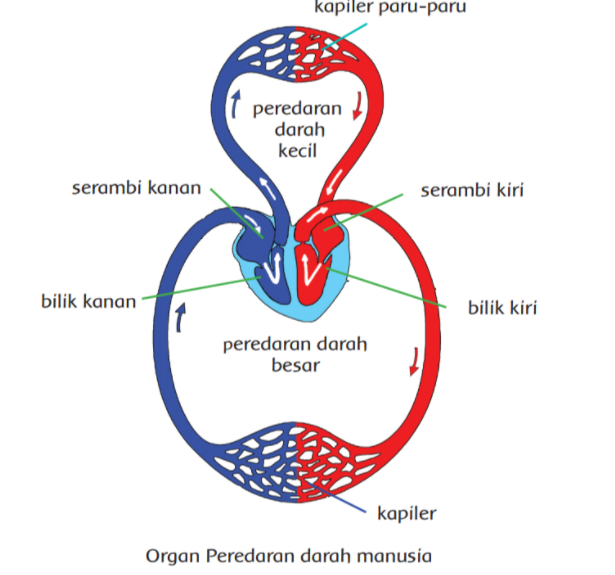 soal tema 4 kelas 5