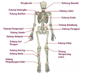 Soal Tema 1 Kelas 5 SD 