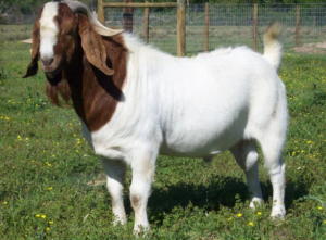 syarat kambing aqiqah